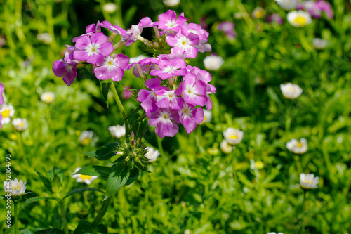 Beautiful colorful pink watercress in a garden.