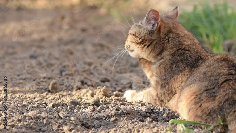 Close-up of cat grooming itself sitting on ground Close-up of cat grooming itself sitting on ground