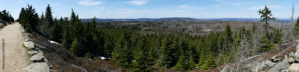 Panoramic view of thinned out forest. Catastrophic forest dieback due to monoculture of spruce trees, caused by climate change, drought and immense increase of bark beetles, near Brocken Harz, Germany Panoramic view of thinned out forest. Catastrophic forest dieback due to monoculture of spruce trees, caused by climate change, drought and immense increase of bark beetles, near Brocken Harz, Germany