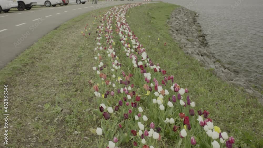 close up tulip flowers grow near the beach and road close up tulip flowers grow near the beach and road
