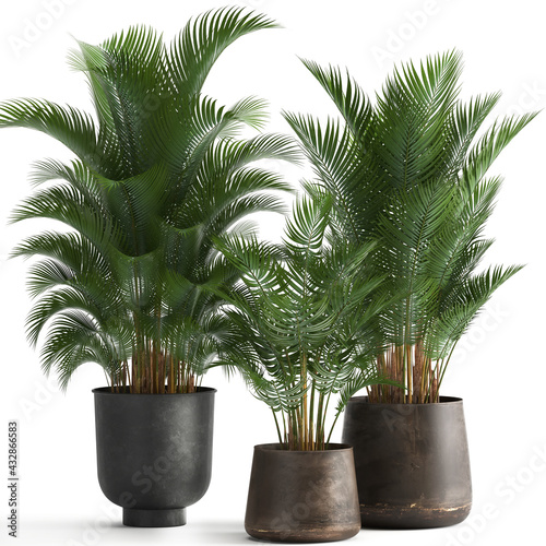  palm trees in a rust flowerpot on a white background