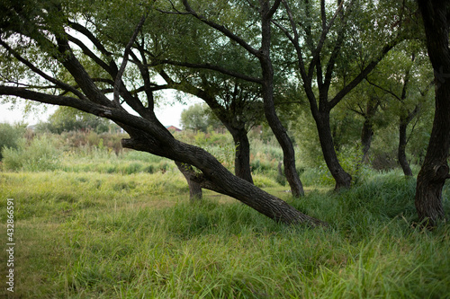 Amazing trees in the wonderful province park