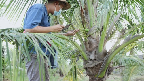 A young Thai agricultural worker is checking the quality of the trees in the plantations and writing them down on a tablet, a farmer wearing a COVID mask is doing an activity in the orchard.