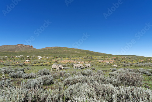 Lesotho - Drachenberge - Hochebene beim Sanipass photo