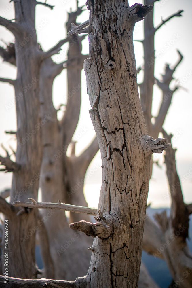 Dry, bright and curved branches of the dead trees on the top of the Albanian mountain during sunny spring day. Dry, bright and curved branches of the dead trees on the top of the Albanian mountain during sunny spring day.