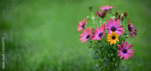 African daisy on a green background