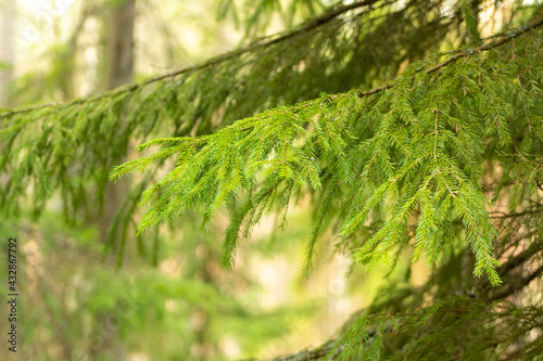 Morning in the forest.