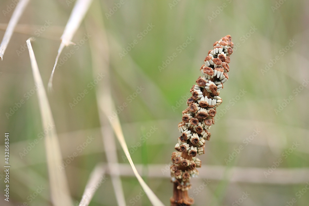 Brown horsetail with seeds among the grass in late spring