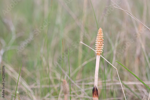 Brown horsetail with seeds among the grass in late spring