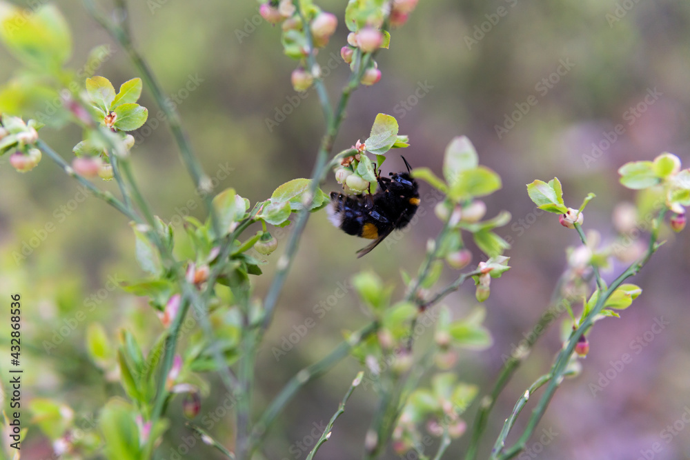 Bumblebee sitting on a blueberry flower