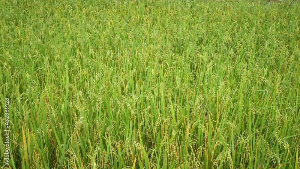 Rice green stalks swaying in the wind in harvesting season. Rice green stalks swaying in the wind in harvesting season.
