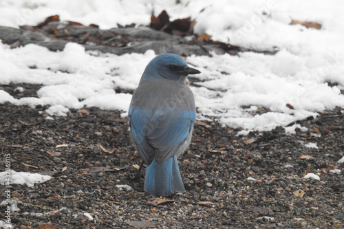 A Mexican Jay enjoying a beautiful winter's day in the Chiricahua Mountain wilderness, Cochise County, southeastern Arizona. photo