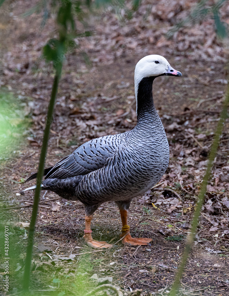 Emperor goose in the forest.