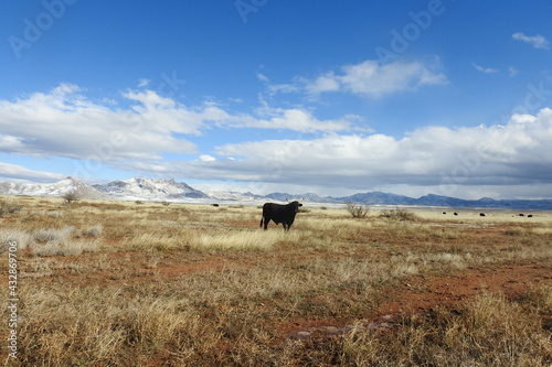 Black bull roaming the open range along highway 186, Cochise County, Arizona. photo