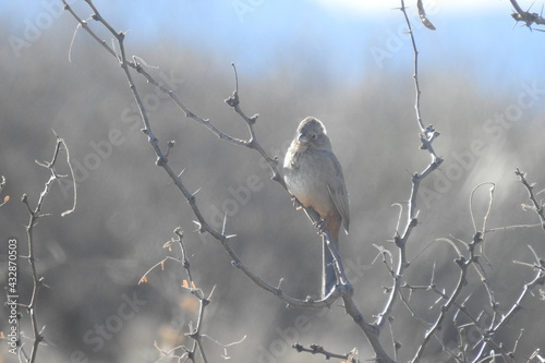A canyon towhee perched on a thin branch in the Chiricahua Mountain wilderness, Cochise county, southeastern Arizona.