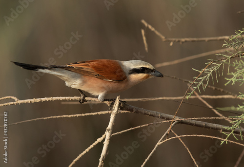 Red-backed shrike with a catch at Asker Marsh, Bahrain