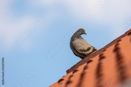 pigeon on a roof