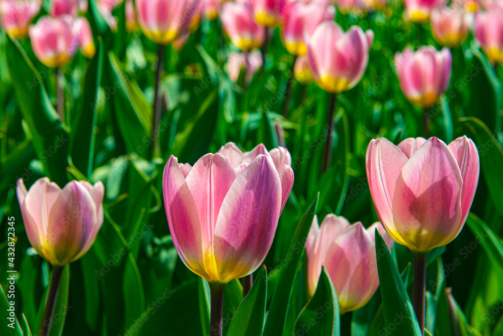 Tulip flowers