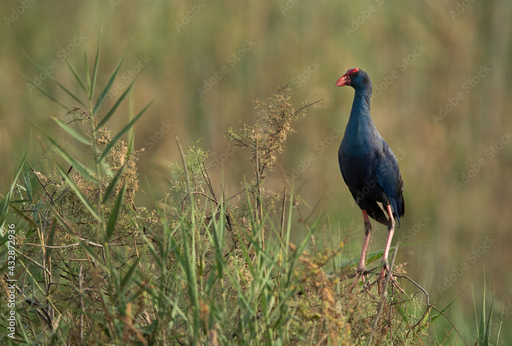 Grey-headed Swamphen in its habitat at Asker Marsh, Bahrain Grey-headed Swamphen in its habitat at Asker Marsh, Bahrain