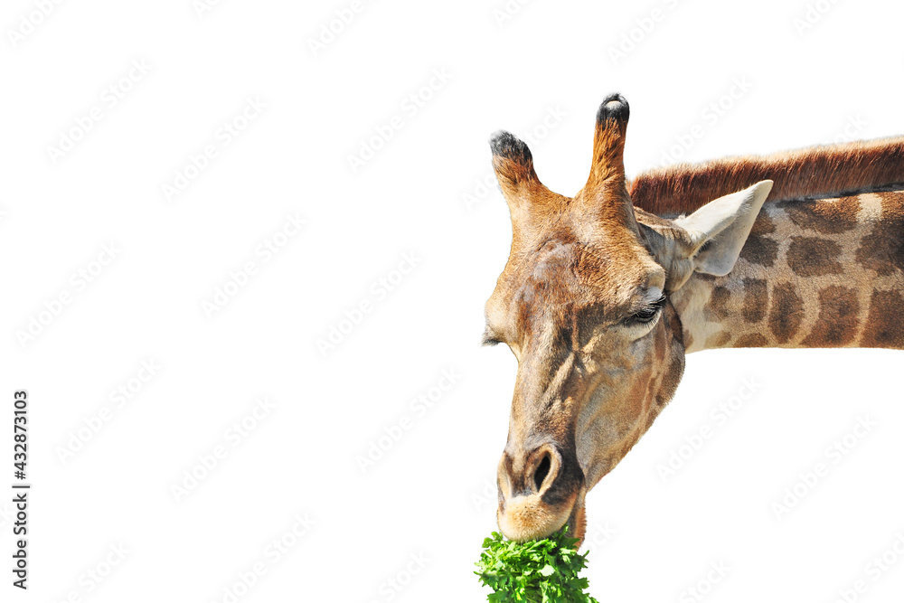 Obraz premium giraffe eating parsley on a white background. Portrait of an animal. Element for design