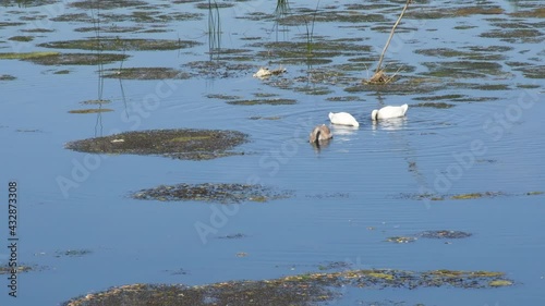 Pair of Mute Swans (Cygnus olor) with cignet at a feeding site photo