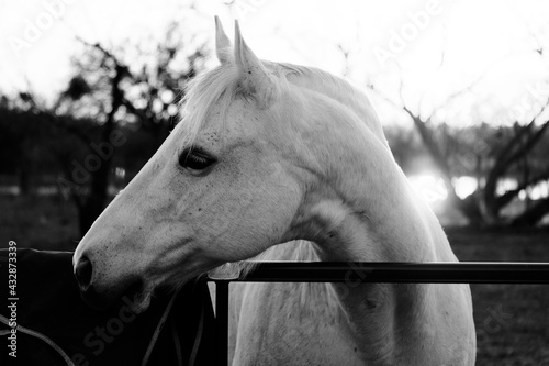Gray mare at gate during sunset on ranch.