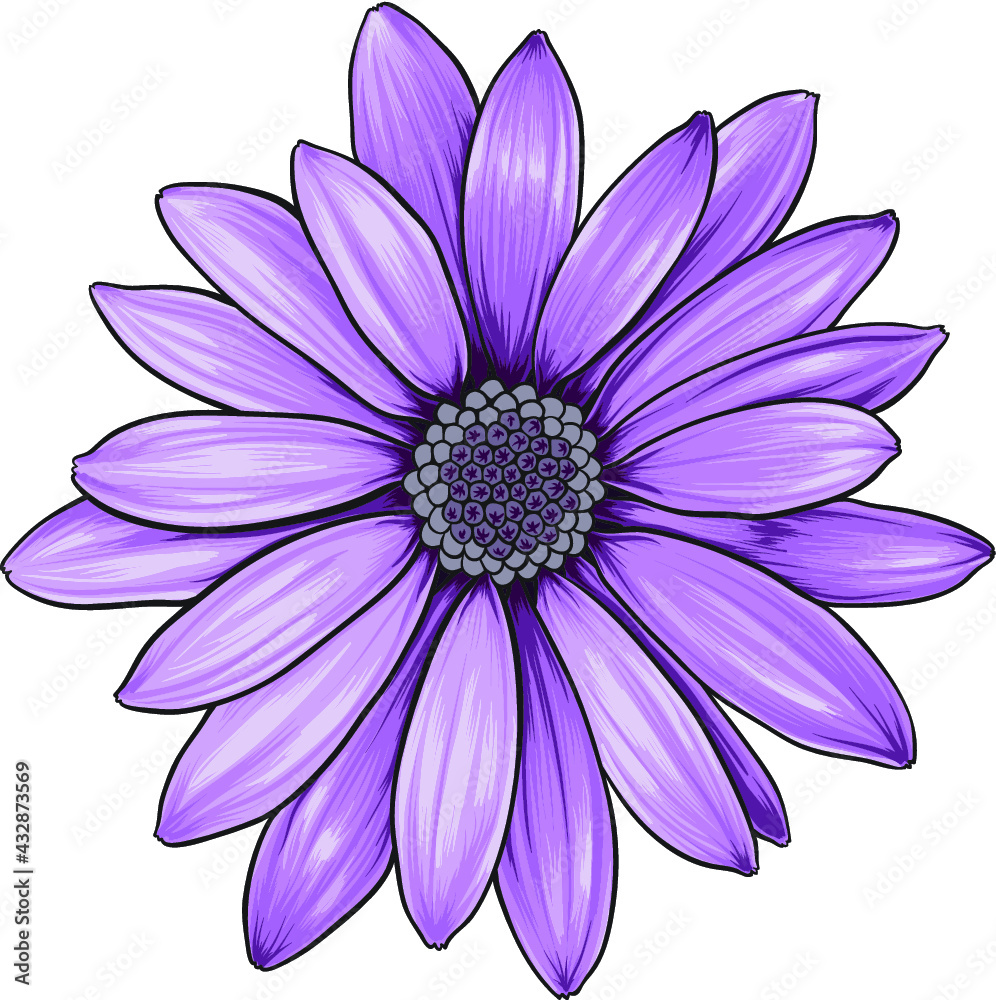 Open purple daisy vector flower.