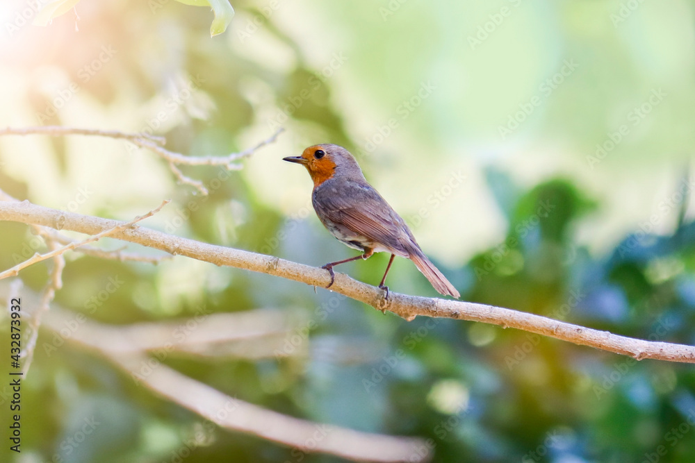 Fototapeta premium The robin bird (Erithacus rubecula) sits on a branch in the forest. Warbler with an orange breast.