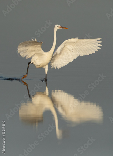 Western reef egret white morphed fishing at Busaiteen coast, Bahrain photo