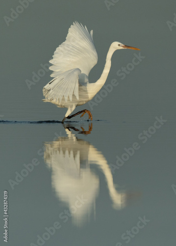 Western reef egret white morphed fishing at Busaiteen coast, Bahrain photo