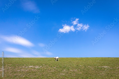 Vibrant view of a single sheet grazing on the top of a green dyke with a blue sky and a few white clouds, north of the Netherlands