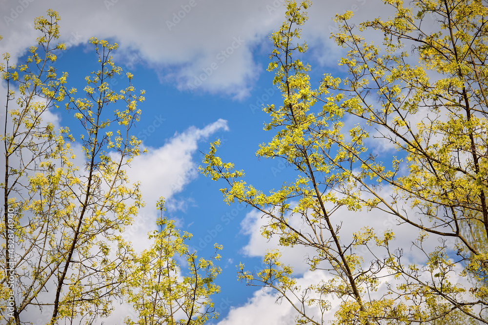 Fototapeta premium Beautiful twigs with first small leaves against clear blue sky background. Early spring.