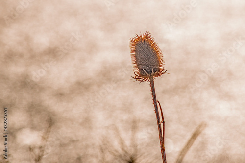 The lone winter teasel