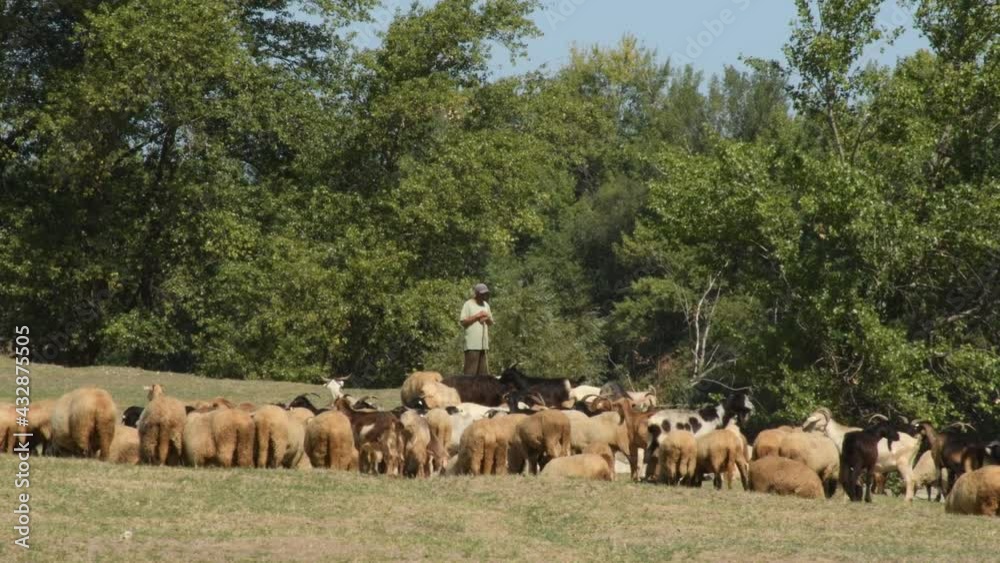 Shepherd guarding sheeps and goats on a pasture in a hot August day Shepherd guarding sheeps and goats on a pasture in a hot August day
