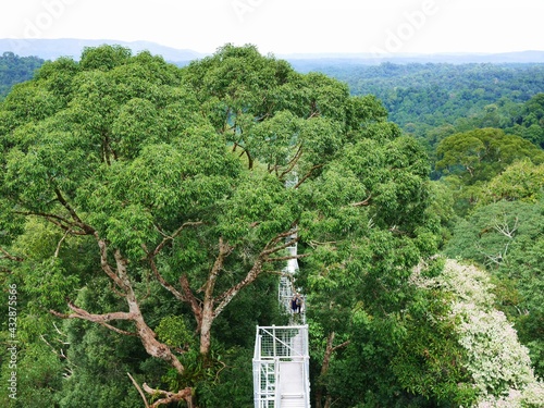 ブルネイのウル・テンブロン国立公園のキャノピーウォークからの眺め photo