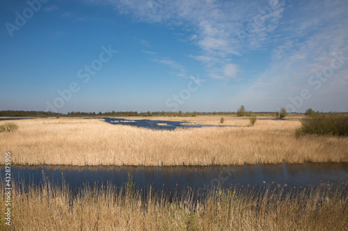 View over the wetland in natural park and protected area with yellow reed, water and blue sky in Lauwersmeer, The Netherlands
