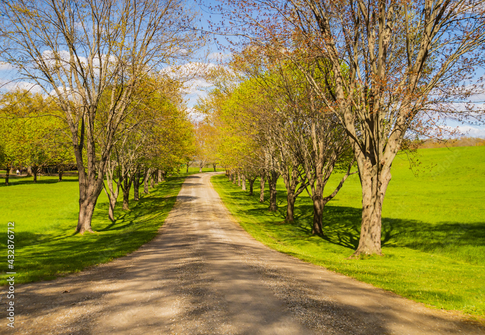 dirt road curving through a row of trees in spring
dirt road curving through a row of trees in spring