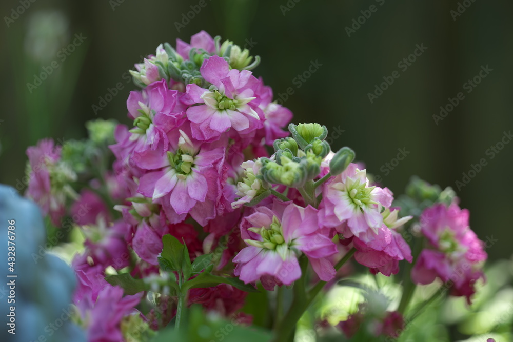 Levkojen Blume Garten Topfblume Levkojen Blume Garten Topfblume
