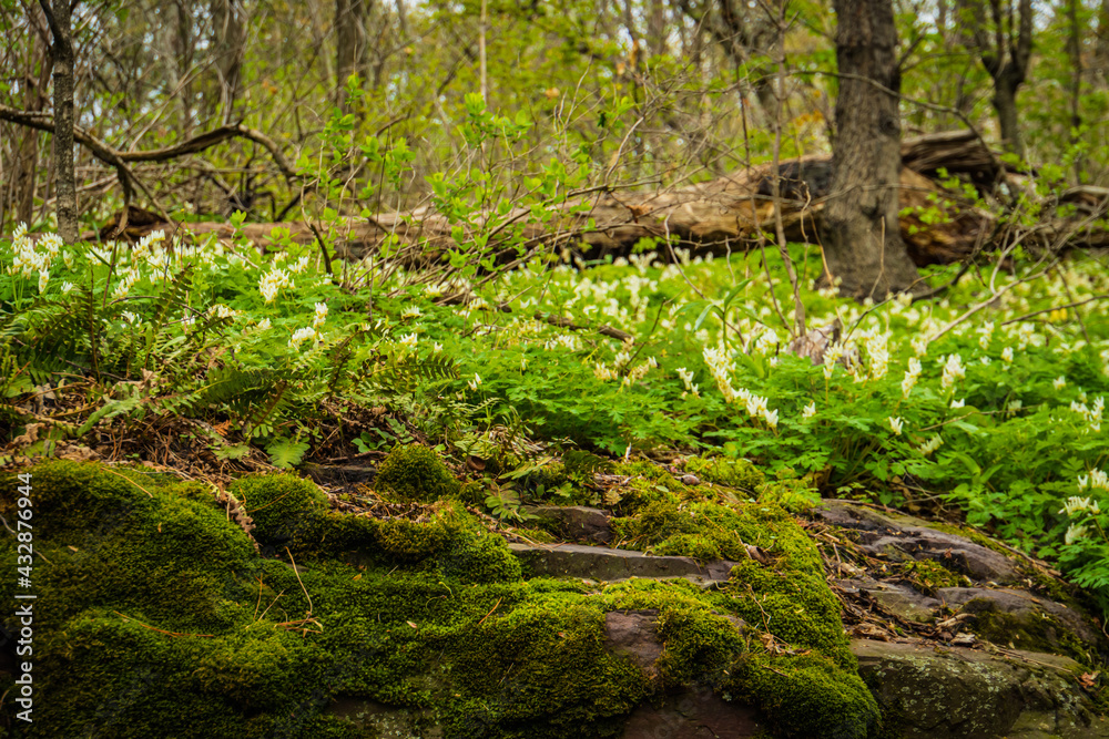 rocky ledge in woods covered with ferns, moss, and white wild flowers
rocky ledge in woods covered with ferns, moss, and white wild flowers