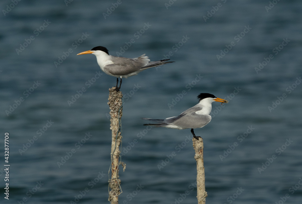 Lesser Crested Tern holding a fish to offerhis mate at Busaiteen coast, Bahrain Lesser Crested Tern holding a fish to offerhis mate at Busaiteen coast, Bahrain