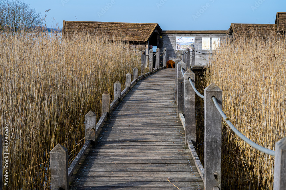 A board walk through tall grass in a marshy wetland. Picture from Lund, southern Sweden