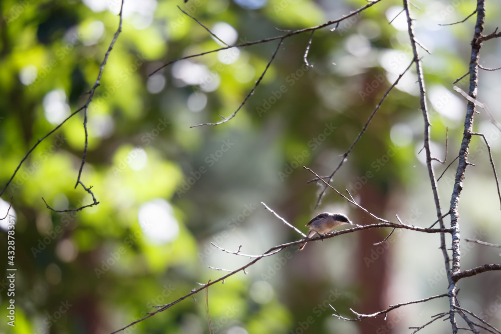 Grey bush chat in nature Grey bush chat in nature