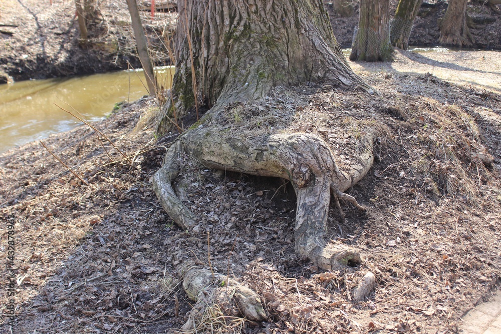 Thick roots of an old tree. Russia. Thick roots of an old tree. Russia.
