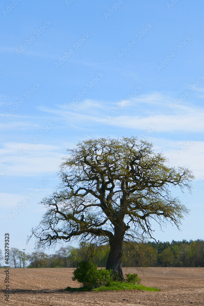 Obraz premium Feldeiche im Frühling