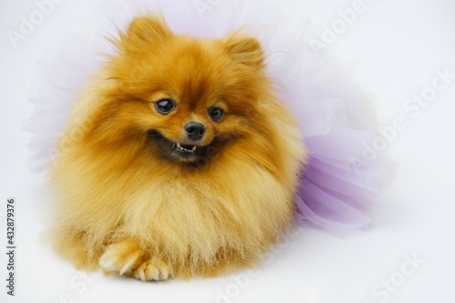 Cute set of clear pomeranian puppies in purple on isolated from white background. © ฟ้า ใส