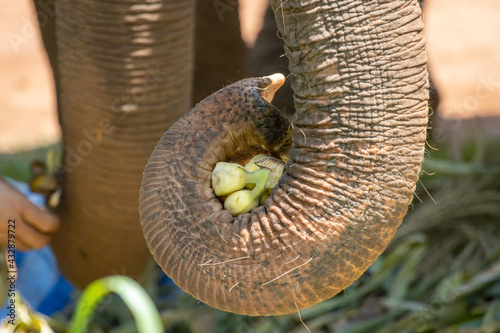 Canvas Print Close up, the elephant trunk holding the fruit, the forage provided by the mahout