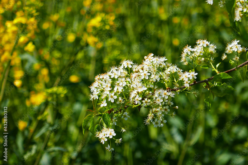 Obraz premium Schlehenblüte