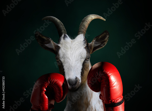 Goat with boxing gloves. Greatest boxer conceptual theme.