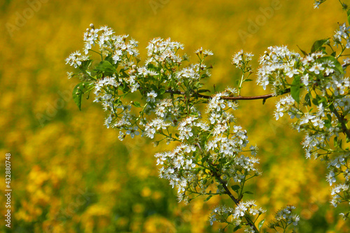 Schlehenblüte photo