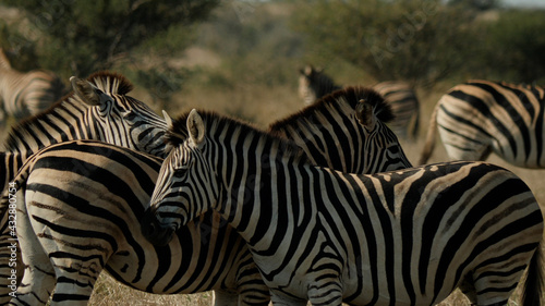 Plains Zebra on African Savannah  Africa Wildlife  South Africa